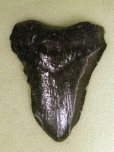 unpolished megalodon tooth