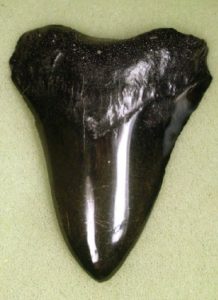 polished megalodon tooth