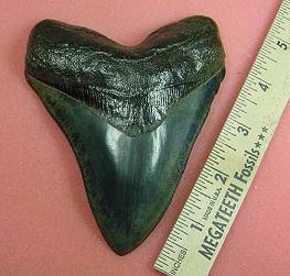 measuring a real megalodon tooth