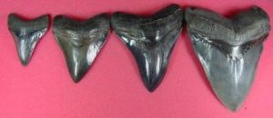 3 inch, 4 inch, 5 inch, 6 inch megalodon teeth
