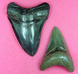 megalodon lateral teeth