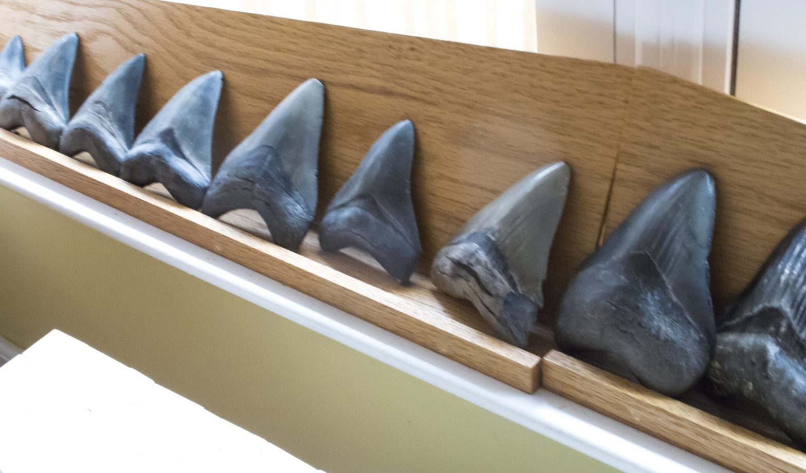 shark teeth display