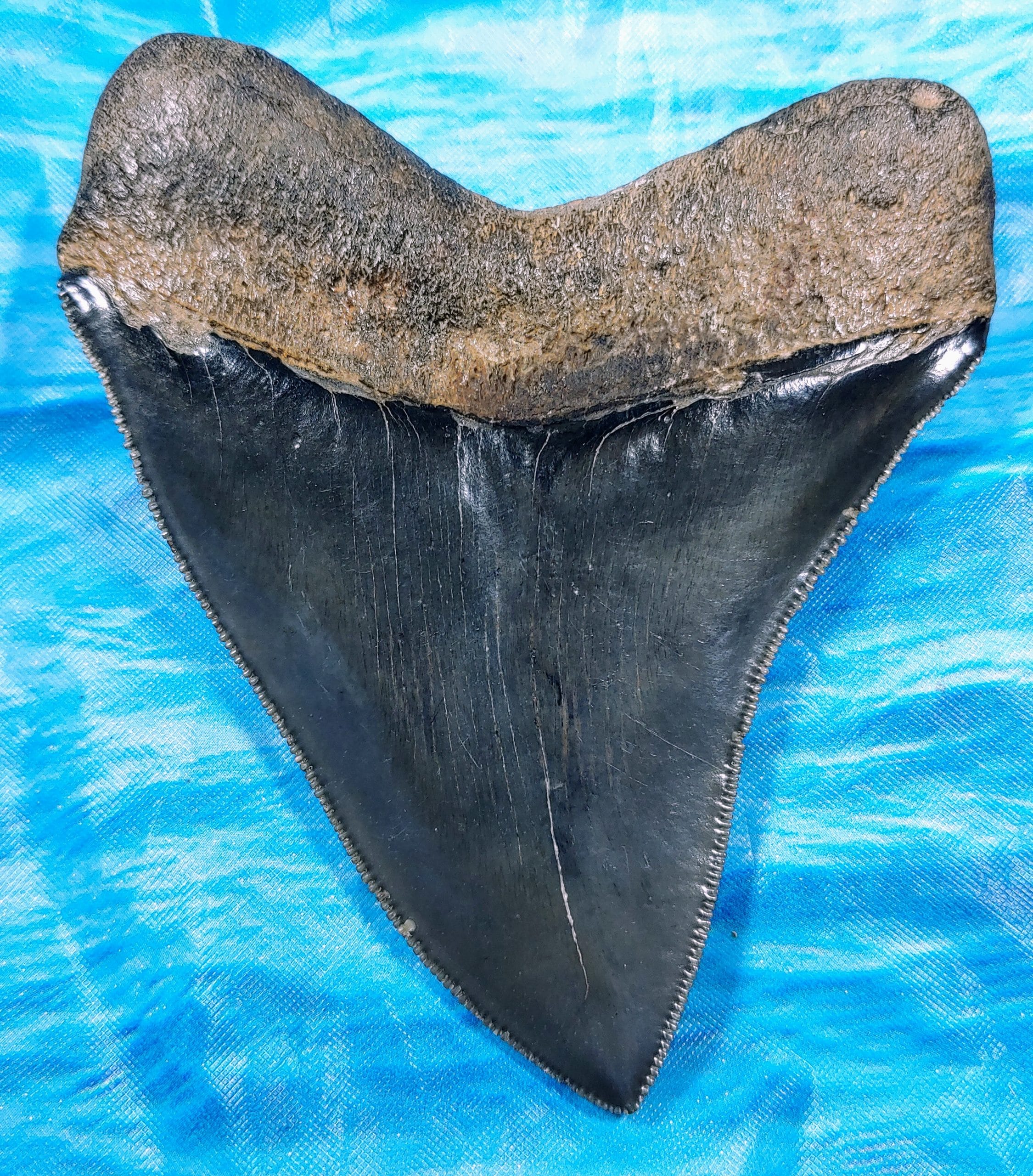 Museum Quality Lateral Megalodon Shark Tooth · MegaTeeth