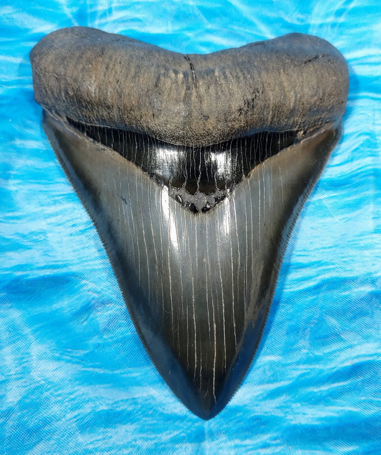 Giant Symmetrical Museum Quality Megalodon Shark Tooth · MegaTeeth