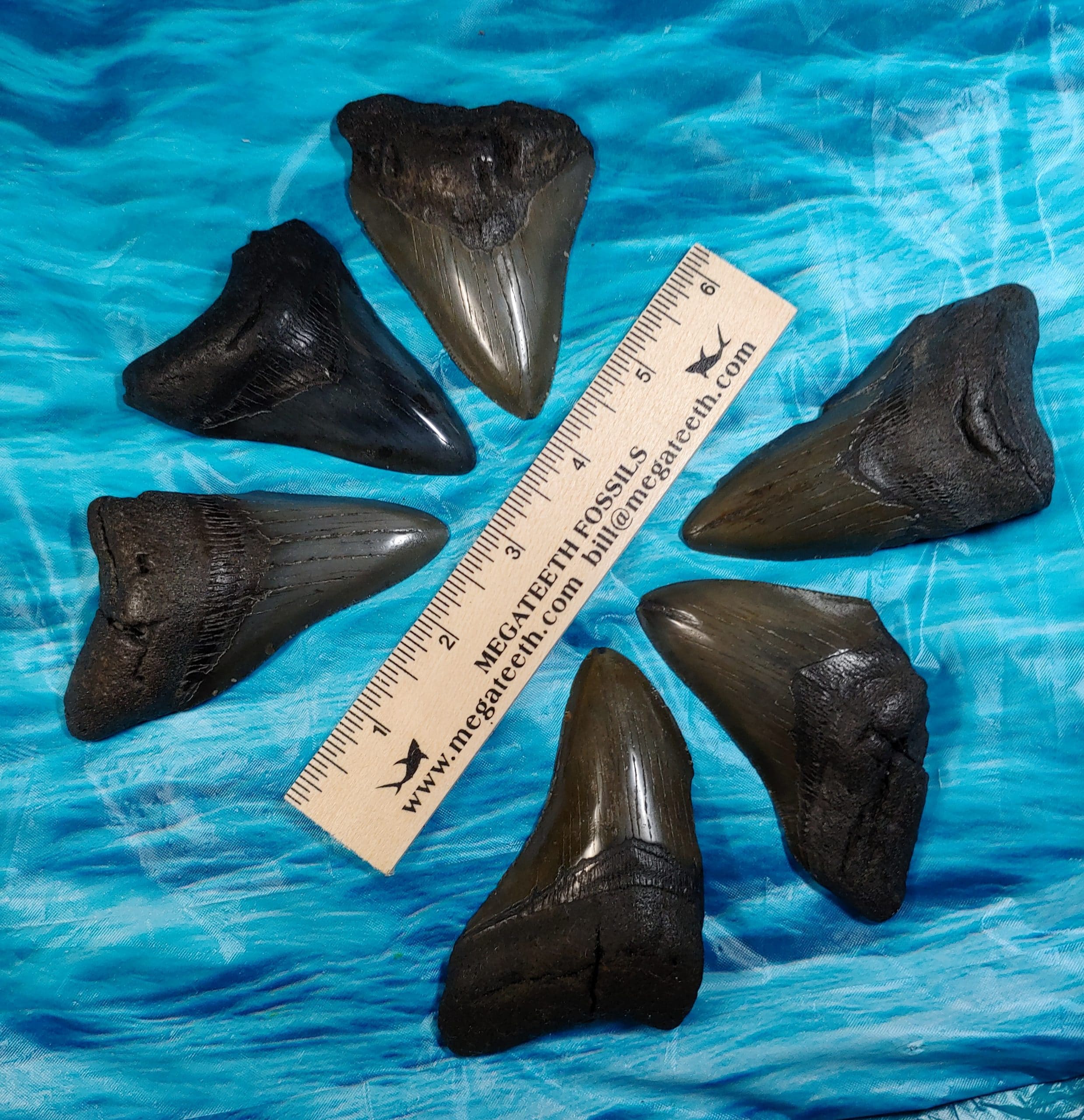 Large 3.5 Inch Plus Megalodon Shark Tooth · MegaTeeth