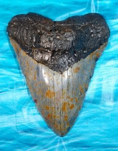megalodon shark tooth