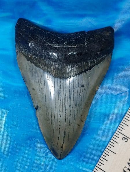 Giant Collector Quality Megalodon Shark Tooth with Deluxe Display Stand