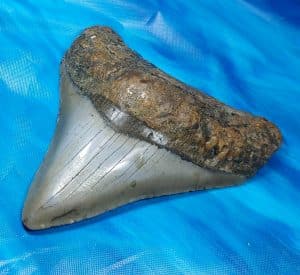 Giant Collector Quality Megalodon Shark Tooth with Deluxe Display Stand